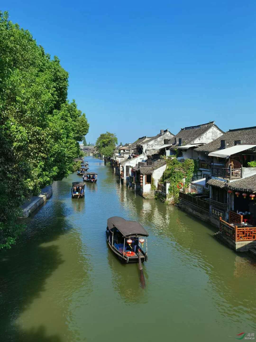 沙皮狗逃离